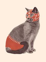Chat Catcheur