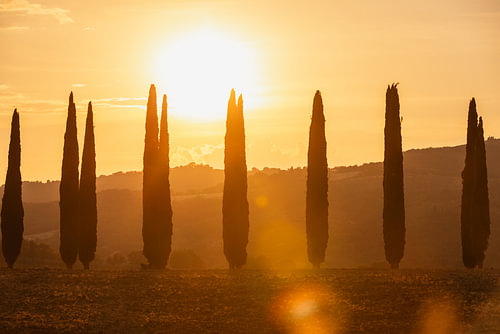 Gouden Avondlicht tussen de Cipressen | Val d'Orcia, Italië