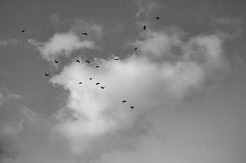 Freedom