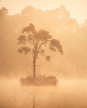 Boom in de mist van Robin Gooijers | Fotografie