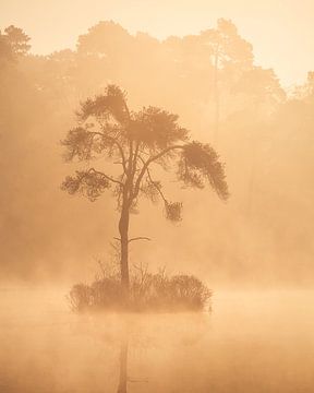 Arbre dans la brume