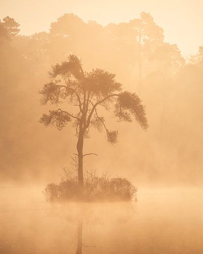 Boom in de mist