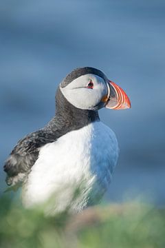 Porträt eines Papageientauchers auf einer Klippe | Reisefotografie-Druck | Island