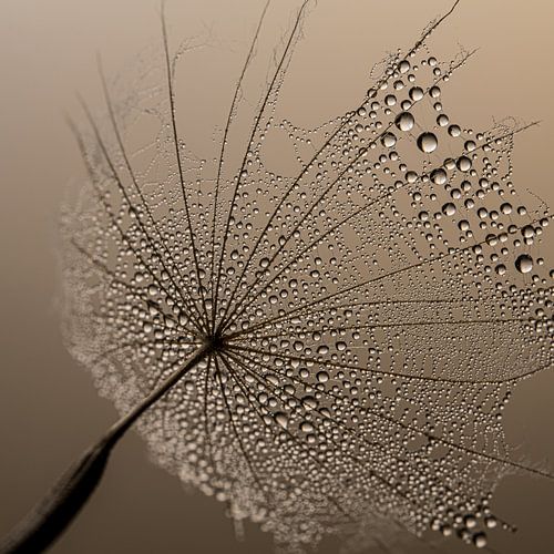 Vierkant met bruintinten: Het parasolletje vangt de druppels op