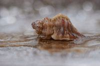 Muschel in ihrer Umgebung