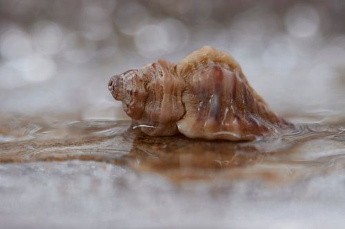 Schelp in zijn omgeving