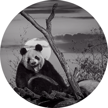 Pandabeer bij zonsondergang van Henri Lombaerts
