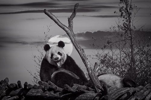 Panda au coucher du soleil