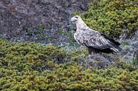 alter Seeadler von Daniela Beyer Miniaturansicht