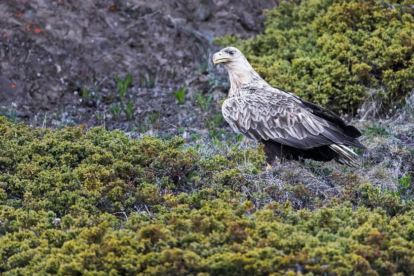 alter Seeadler von Daniela Beyer