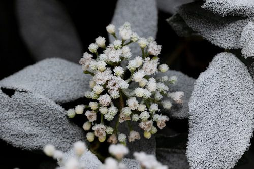 Blumen vor der Blüte
