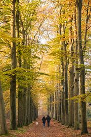 Forest path walkers by Peter Haastrecht, van