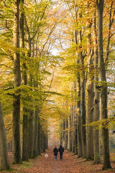Forest path walkers by Peter Haastrecht, van