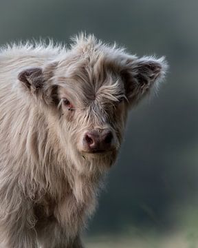 White Scottish highland calf by Roy Kreeftenberg