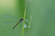 Libelle op grasspriet  von eusphotography Miniaturansicht