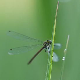Dragonfly on grassy grass  by eusphotography