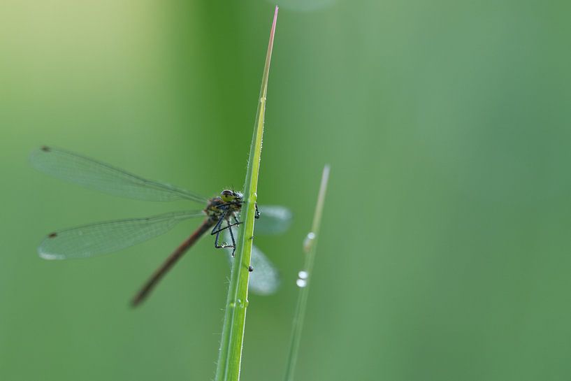 Libelle op grasspriet  van eusphotography