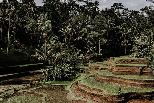 The ricefield worker