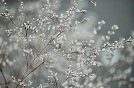 blossom by Jessica Berendsen