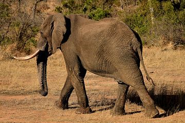 Olifant op stap in het Krugerpark Zuid Afrika van Truus Hagen