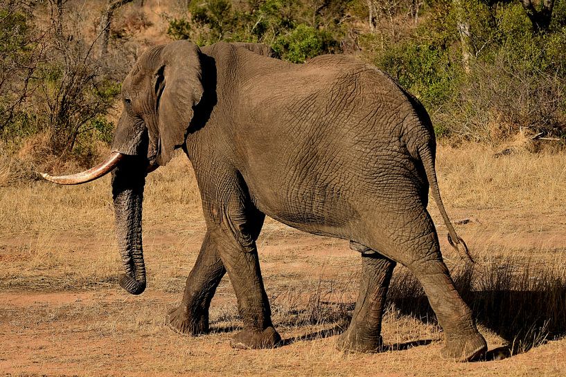 Éléphant en mouvement dans le parc Kruger en Afrique du Sud par Truus Hagen
