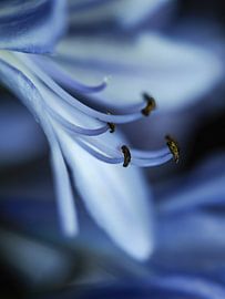 Le blues du matin sur Mariska Vereijken