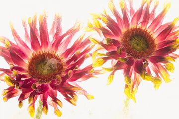 Chrysant rood-geel in ijs 2 van Marc Heiligenstein