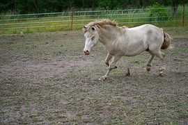 Shetland pony Fredo playing