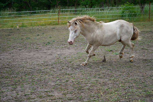 Shetland pony Fredo aan het spelen