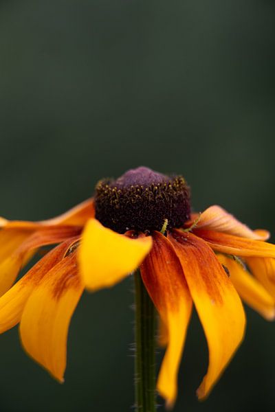 Ein Sonnenhut von Anita Visschers