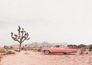 In the desert by Kathrin Pienaar thumbnail