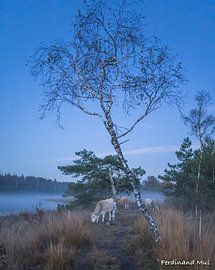 A beautiful sunrise on the Soester Dunes by Ferdinand Mul