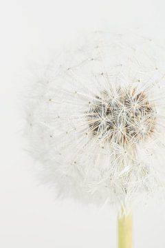 Het lijnenspel van een Paardenbloem in lichte pastel kleuren van Marjolijn van den Berg