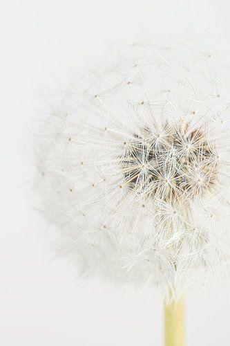 Het lijnenspel van een Paardenbloem in lichte pastel kleuren