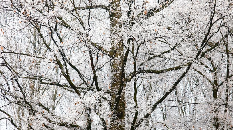 Panorama de la forêt par Thomas Jäger