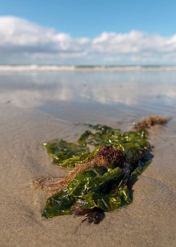 Schiermonnikoog - Découvertes à marée basse