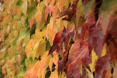 Herfst bladerenmuur