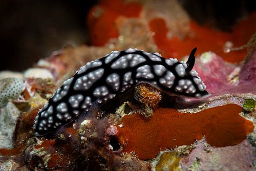 Sea snail @ Komodo, Indonesia