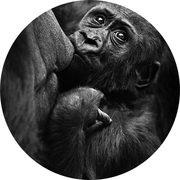 gorilla baby zuigt gulzig melk uit moeder's borst en kijkt bezorgd achterom, zwart-wit contrast foto van Michael Semenov