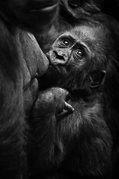 Gorillababy saugt gierig Milch von der Mutterbrust und schaut besorgt zurück, Schwarz-Weiß-Kontrastf von Michael Semenov