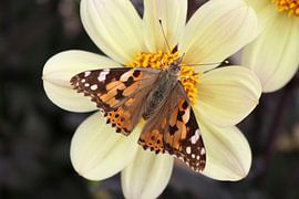 Fleur, Dahlia avec papillon sur Karin van der Schenk