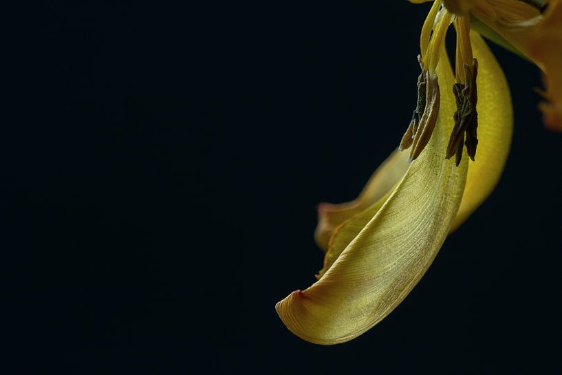 Tulp vergane glorie van Sylvia Van Dijk