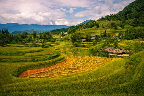 De Spectaculaire Rijstvelden van Hoang Su Phì, Vietnam