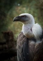 Vautour puissant
