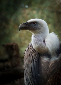 Mighty Vulture by Tessa Koedam