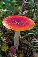 Red mushroom in full view