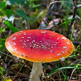 Champignon rouge en pleine vue sur Mariska de Jonge