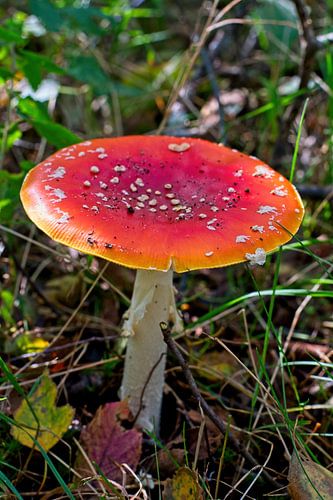 Red mushroom in full view