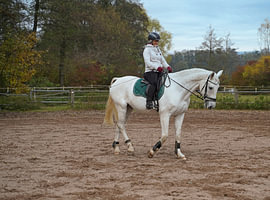 Training with the white horse on a riding arena in autumn