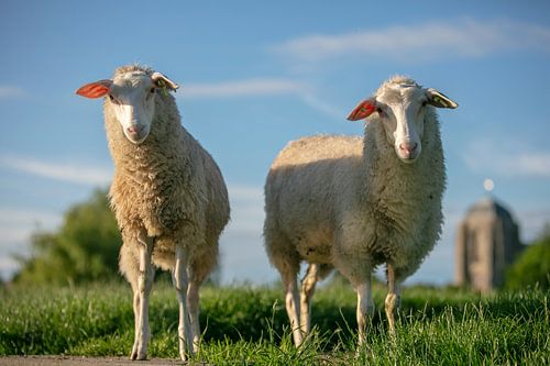 Brebis laitière zélandaise